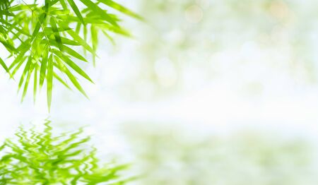 Bamboo leaves that have reflections in the water along with bokeh. Green leaf on blurred greenery background. Beautiful leaf texture in sunlight. close-up of macro with free space for text.の写真素材