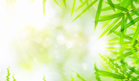 Bamboo leaves that have reflections in the water along with bokeh. Green leaf on blurred greenery background. Beautiful leaf texture in sunlight. close-up of macro with free space for text.の写真素材