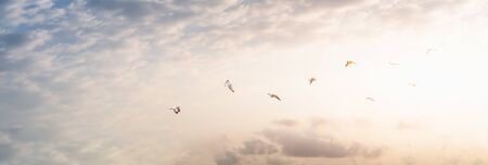 Flock of birds on sunbeam twilight cloud sky sunrise. freedom concept. hope concept.の写真素材