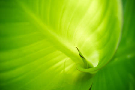 Green leaf nature on blurred greenery background. Beautiful leaf texture in sunlight. Natural background. close-up of macro with copy space for text.の写真素材