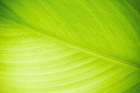 Green leaf nature on blurred greenery background. Beautiful leaf texture in sunlight. Cover pages. close-up of macro with copy space for text.の写真素材