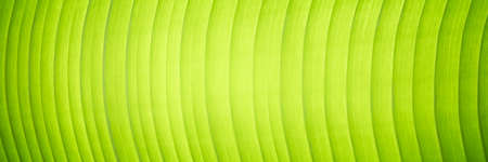 Green leaf nature on blurred greenery background. Beautiful leaf texture in sunlight. Cover pages. close-up of macro with copy space for text.の写真素材