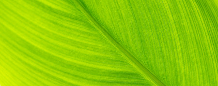 Green leaf nature on blurred greenery background. Beautiful leaf texture in sunlight. Cover pages....