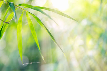 Bamboo leaves, Green leaf on bokeh blurred greenery background. Beautiful leaf texture in sunlight.の写真素材