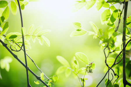 Green leaf nature on blurred greenery background. Beautiful leaf texture in sunlight. Natural background.の写真素材