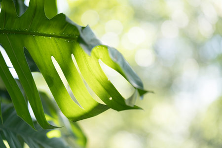 Green leaf nature on blurred greenery background. Beautiful leaf texture in sunlight. Natural background. close-up of macro with copy space for text.の写真素材
