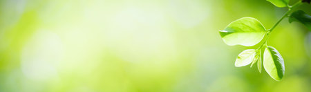 Green leaf nature on blurred greenery background. Cover pages. Natural background. close-up of macro with copy space for text.の写真素材