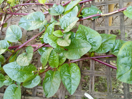 Beetroot plant growing in the vegetable garden. Close up.