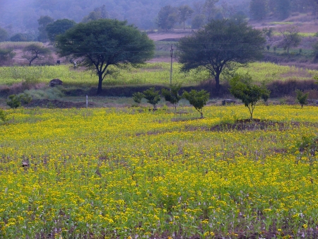 Kala til Guizotia abyssiniaca Guizotia abyssiniaca plant with yellow flowers in bhimashankar  road in puneの写真素材