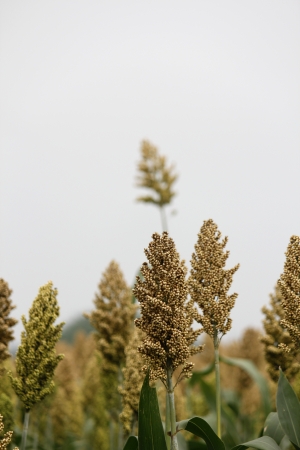 Field of Sorghum bicolor, Jawar, pune, Maharashtra, India,の写真素材