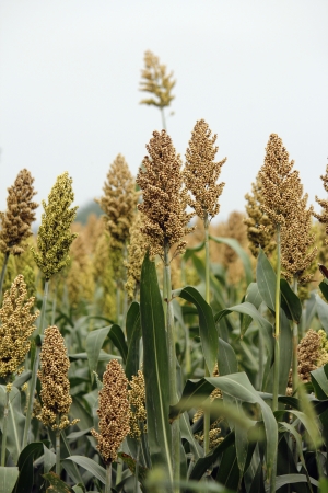 Field of Sorghum bicolor, Jawar, pune, Maharashtra, India,の写真素材
