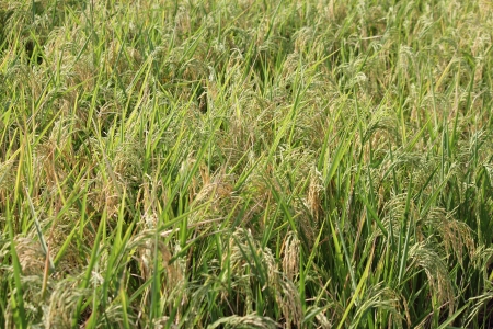 Oryza sativa or Paddy in the Field near puneの写真素材