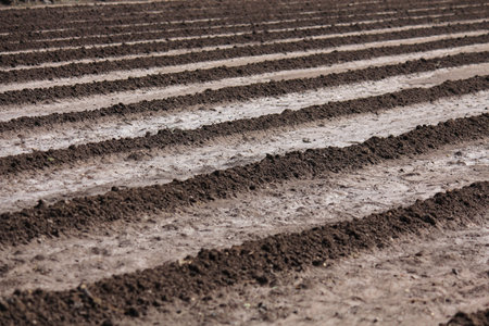 Agricultural field ploughed,