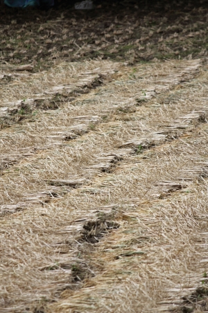 Post-harvest rice farmsの写真素材