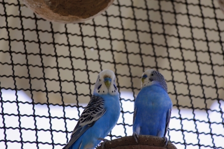 Two love birds seating on water pot in zoo, in pune の写真素材