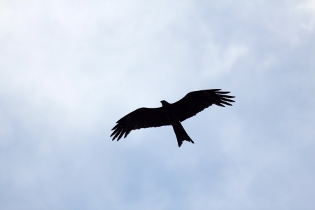 Indian Black Eagle in puneの写真素材