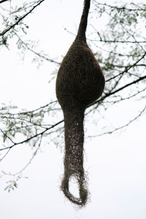 Baya weaver bird nest at a branch of the treeの写真素材