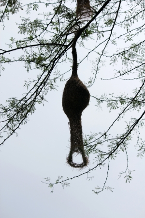 Baya weaver bird nest at a branch of the treeの写真素材