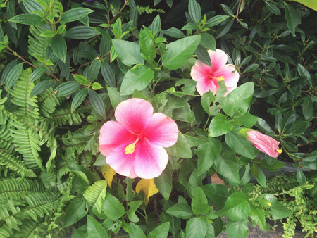 The pink flowersの素材