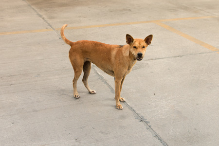 Homeless brown dog stand and look like smileの写真素材