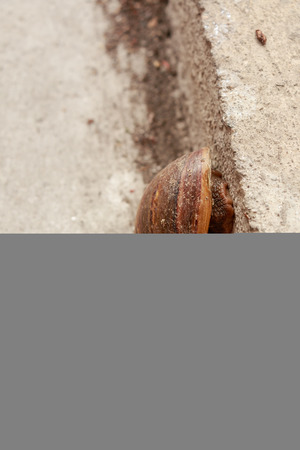 Close up snail on cement in the cityの写真素材