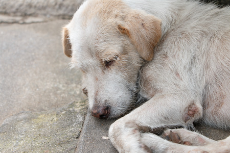The homeless white dog on side streetの写真素材