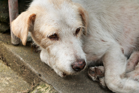 The homeless white dog on side streetの写真素材