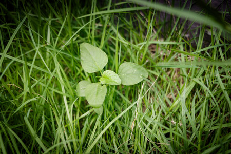 The tree growing up on the grassの写真素材
