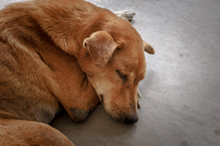 The homeless brown thai dog sleeping on the floorの写真素材