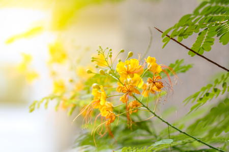 The Flame Tree yellow flower with sunlight,Delonix regia,Selective focusの写真素材