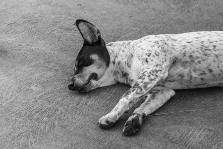 The homeless dog sleeping on cement floor , Black and white toneの写真素材