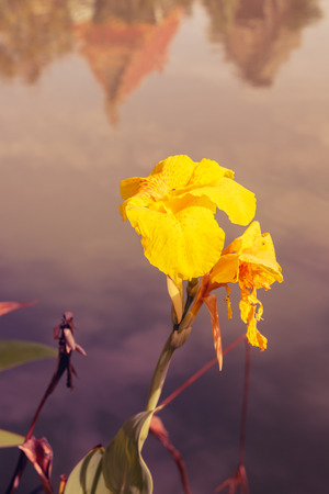Indian shot, Canna flower on the water on retro vintage toneの写真素材