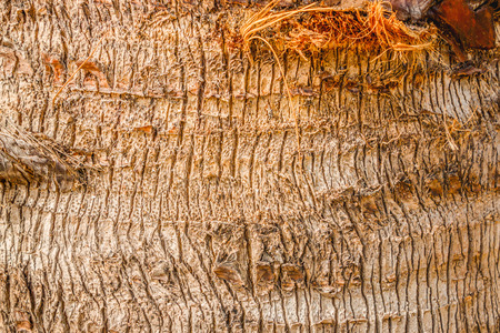 Background texture of coconut bark palm treeの写真素材