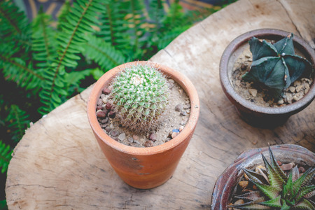 Small cactus on the wood in the garden,Vintage soft toneの写真素材