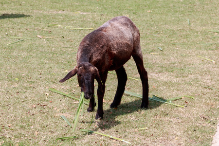 Black sheep eating feed on middle field outdoorの写真素材