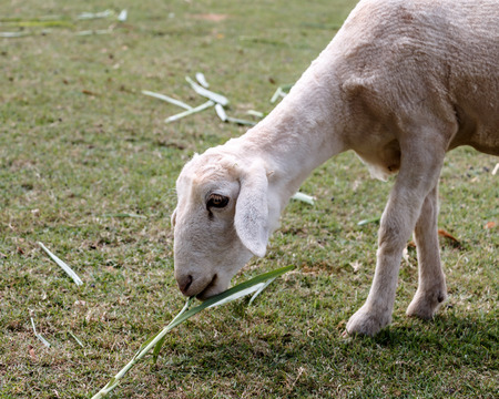 Sheep eating leaf in countryside farmの写真素材
