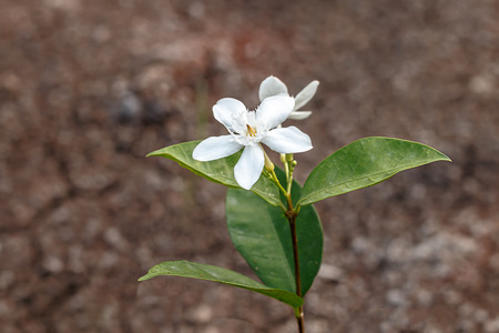 White flower on soil backgroundの写真素材