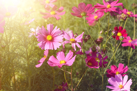 Pink flowers in the garden with sunlightの写真素材