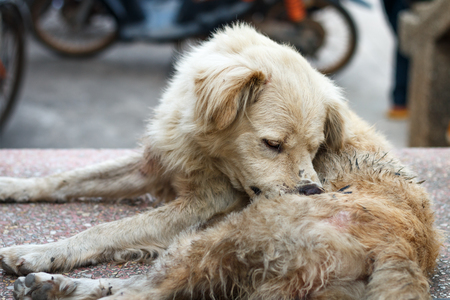 Dirty homeless dog itchy and it bites itselfの写真素材