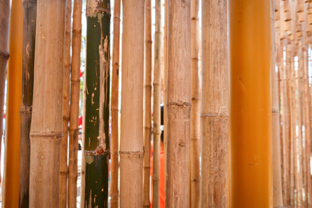 Bamboo in Thailandの写真素材