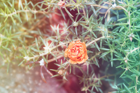 Blossom orange flower on colorful toneの写真素材