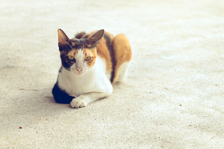 Portrait cat black white and orange color sitting on the floorの写真素材