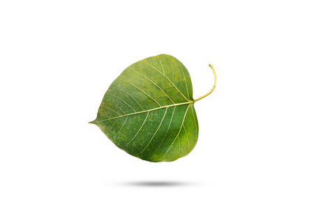 Old green Bodhi leaf on isolated white backgroundの写真素材