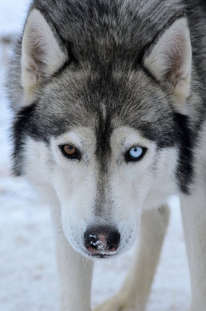 largely a muzzle of a dog of breed huskies with multi-colored eyes