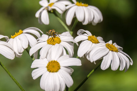 The bug collects pollen on a white flowerの写真素材
