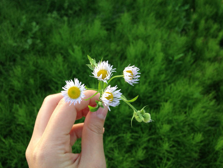 flower in hand