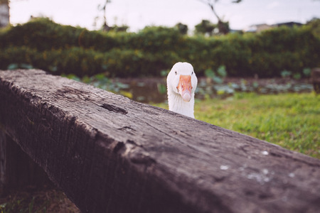 Lovely goose peeping  & sneaking byの写真素材