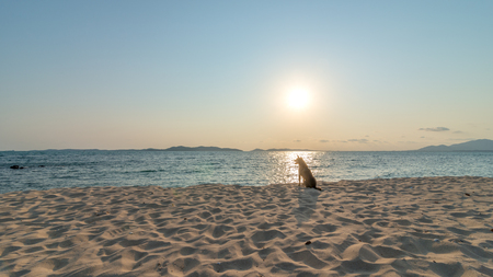 Stray dog on the golden beach of the Koh Kudi a part of Samet Island in Rayong, Thailand at sunset.の写真素材