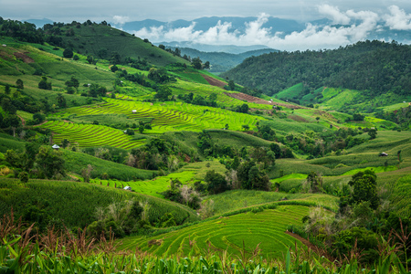 Panorama view of rice terraces at Bong Piang forest in Chiang Mai, Thailand.の写真素材