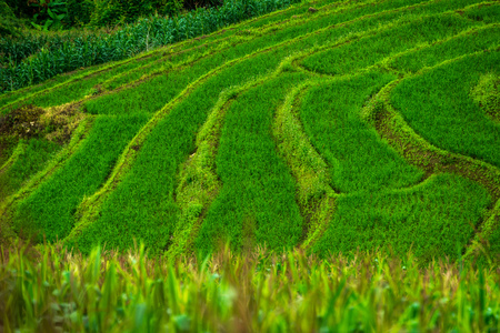 Green Terraced Rice Field in Bong Pieng forest, Mae Chaem, Chiang Mai, Thailand.の写真素材